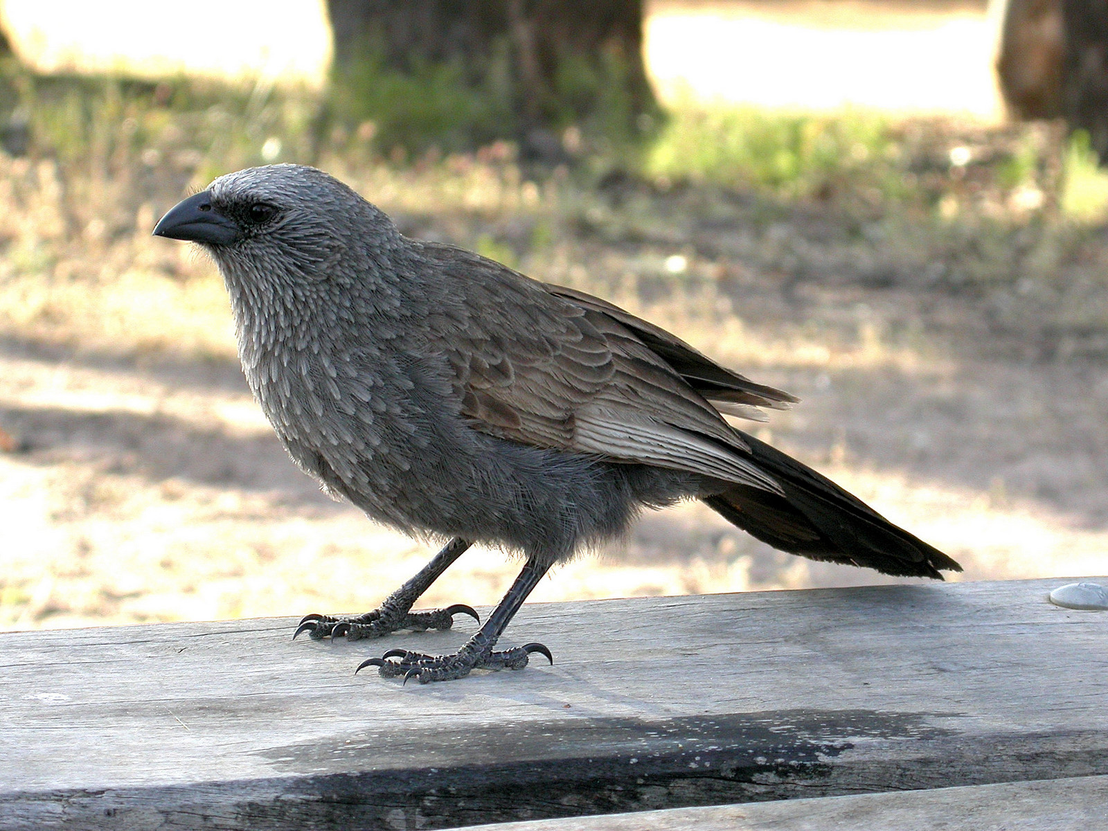 image Apostlebird